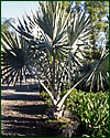Bismark Palm Bismarkia nobilis