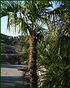 Chinese Windmill Fan Palm Trachycarpus Fortunei