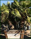 Mediterranean Fan Palm Chamaerops humilis