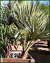 Mexican Fan Palm Washingtonia Robusta