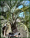 Pindo Palm Jelly Palm Butia Capitata