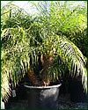 Pygmy Date Phoenix roebellini