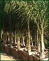 Queen Palm Syagrus romanzoffiana