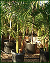 King Palm Archontophoenix cunninghamnia